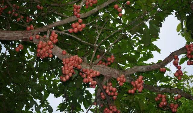 木奶果树体优美,果实美味,是集观赏食用药用为一体的多用途树种