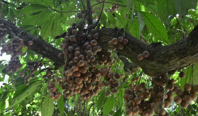 木奶果树体优美,果实美味,是集观赏食用药用为一体的多用途树种