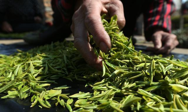 绿茶，千万别这么喝！绿茶的9大忌