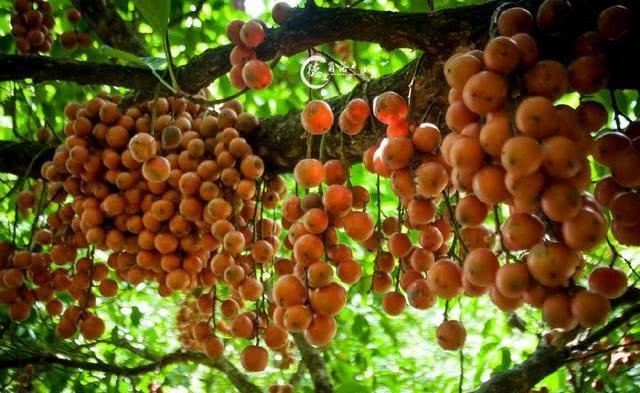 木奶果树体优美,果实美味,是集观赏食用药用为一体的多用途树种