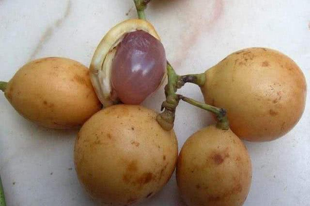 木奶果树体优美,果实美味,是集观赏食用药用为一体的多用途树种