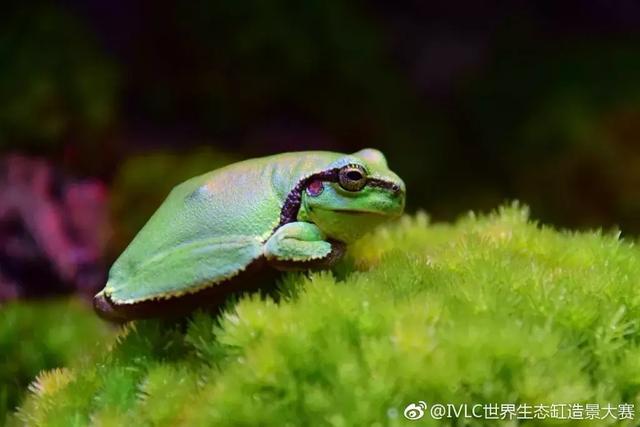 世界生态缸造景大赛：魔幻野性唯美的雨林缸大集会