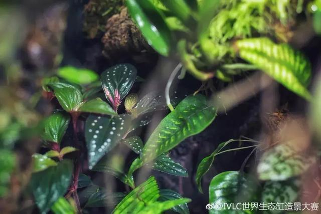 世界生态缸造景大赛：魔幻野性唯美的雨林缸大集会