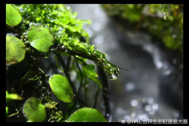 世界生态缸造景大赛：魔幻野性唯美的雨林缸大集会