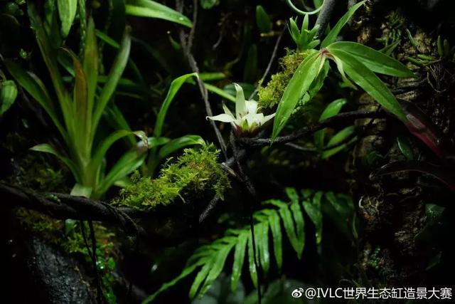 世界生态缸造景大赛：魔幻野性唯美的雨林缸大集会