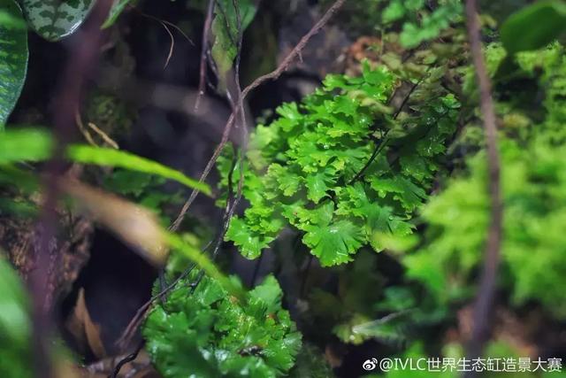 世界生态缸造景大赛：魔幻野性唯美的雨林缸大集会