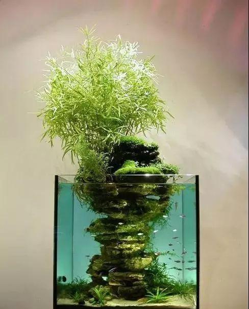 草缸造景原来还能这么玩？