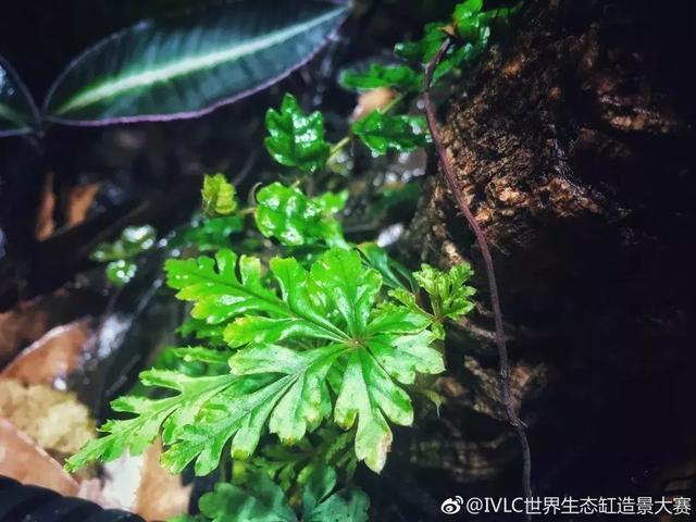 世界生态缸造景大赛：魔幻野性唯美的雨林缸大集会