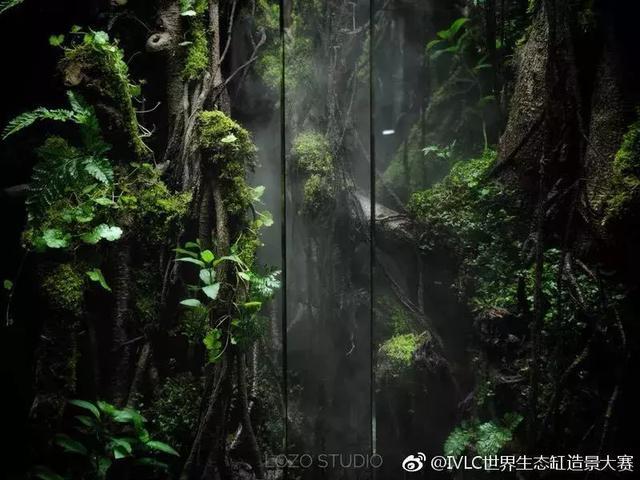 世界生态缸造景大赛：魔幻野性唯美的雨林缸大集会