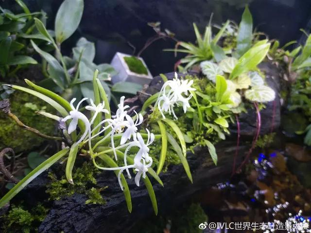 世界生态缸造景大赛：魔幻野性唯美的雨林缸大集会