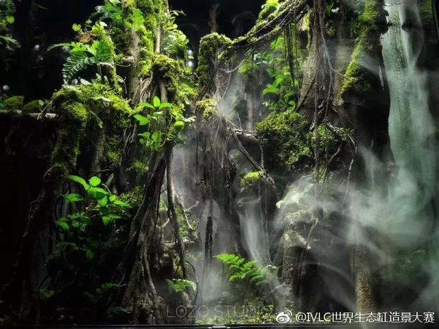 世界生态缸造景大赛：魔幻野性唯美的雨林缸大集会