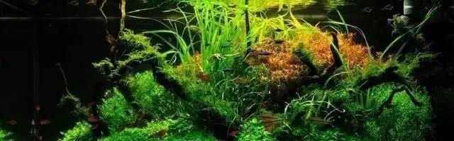 草缸造景原来还能这么玩？