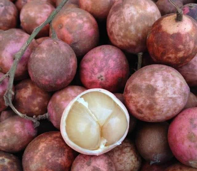 木奶果树体优美,果实美味,是集观赏食用药用为一体的多用途树种