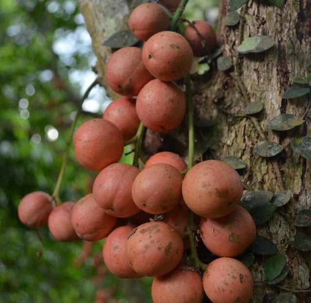 木奶果树体优美,果实美味,是集观赏食用药用为一体的多用途树种