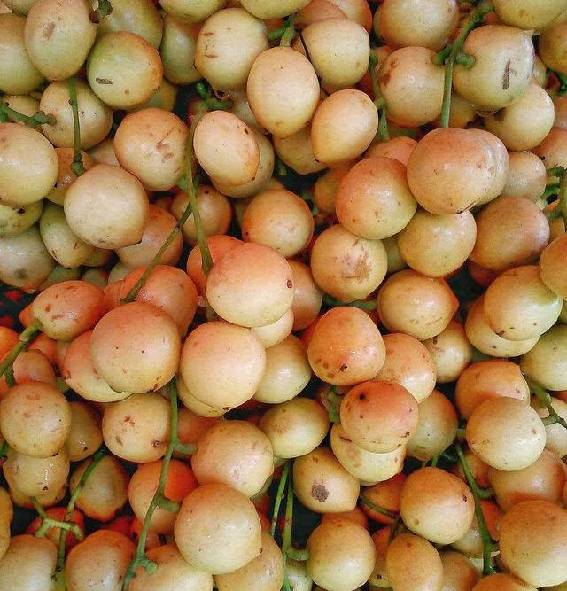 木奶果树体优美,果实美味,是集观赏食用药用为一体的多用途树种