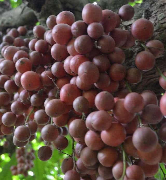 木奶果树体优美,果实美味,是集观赏食用药用为一体的多用途树种