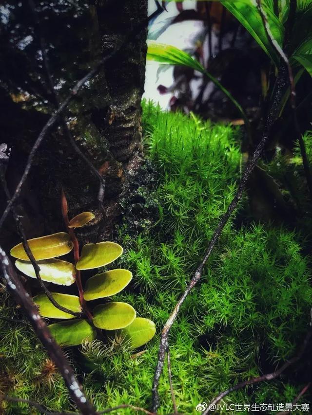 世界生态缸造景大赛：魔幻野性唯美的雨林缸大集会