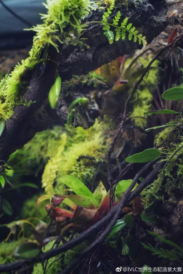 世界生态缸造景大赛：魔幻野性唯美的雨林缸大集会