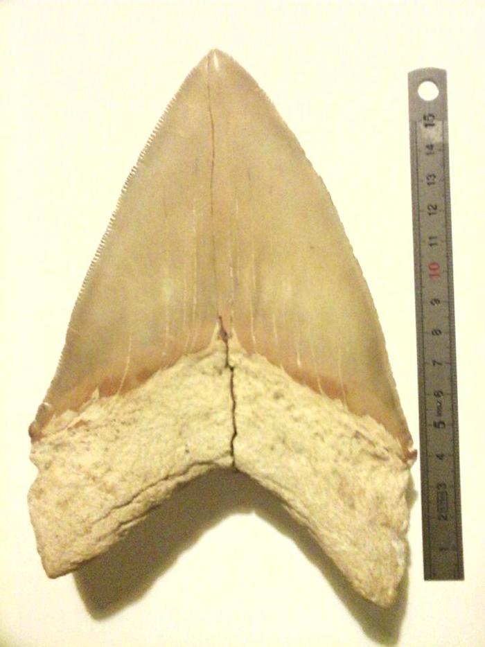 巨大的鲨鱼牙齿化石，暴露了它们的这些秘密