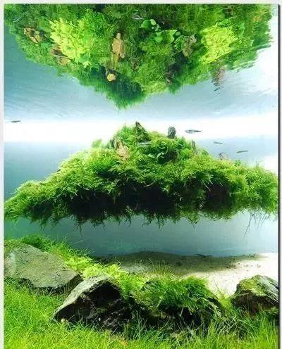 草缸造景原来还能这么玩？