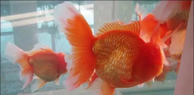 关于裸缸开缸养水和开缸后怎样放鱼的问题