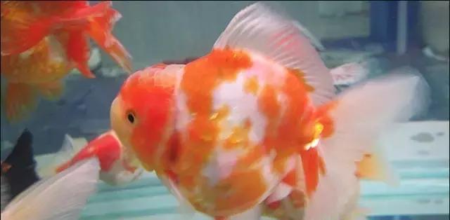 关于裸缸开缸养水和开缸后怎样放鱼的问题