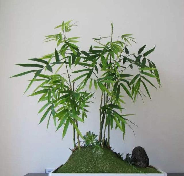 这种竹子在日本不火却在中国火,一年销售几十万盆!家养还旺财!