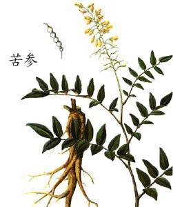 「每天认识一味中药」苦参——清热燥湿，杀虫止痒