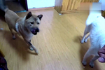 贱贱的中华田园犬阿黄,洋腔怪调威胁小白,全是表情包啊!
