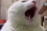 猫咪咬了一口主人马上松口,脸上的表情太搞笑了哈哈哈
