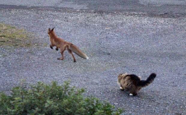 猫咪驱赶狐狸：身姿矫健猛如虎，狐狸惊吓过度竟“尿裤子”了