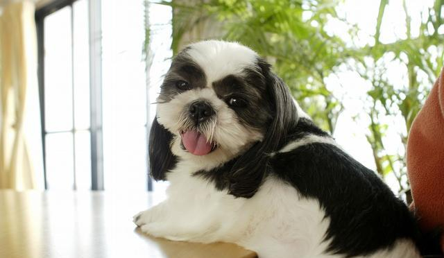 中国古老经书《相狗经》毛色的重要性