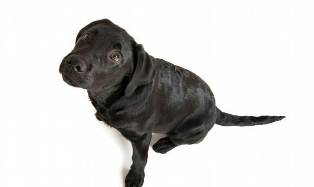 中国古老经书《相狗经》毛色的重要性