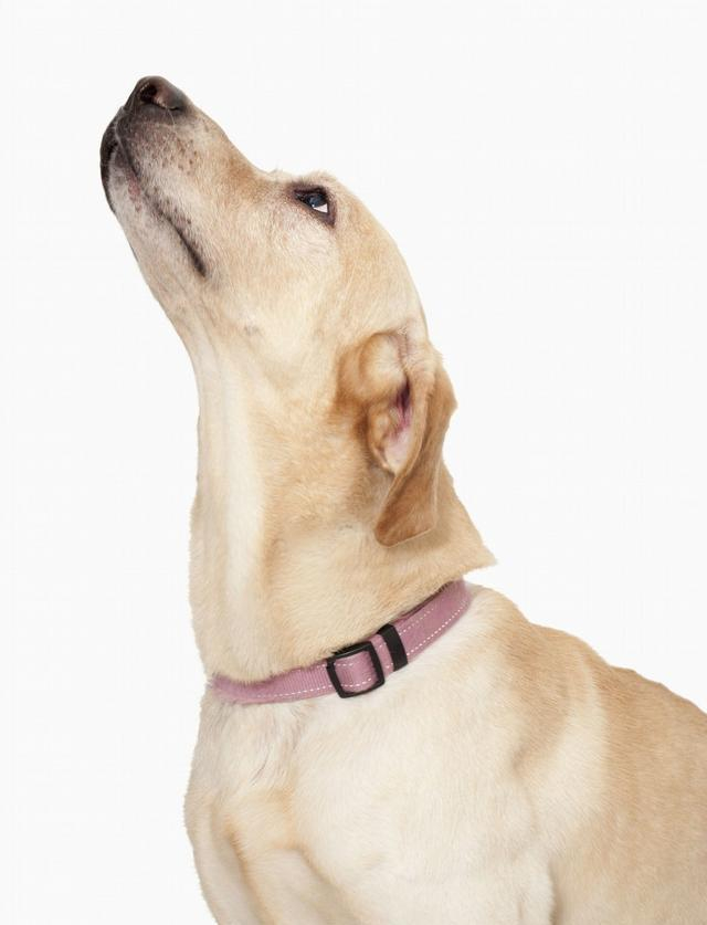 中国古老经书《相狗经》毛色的重要性