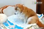 主人给柴犬铺了床新被子,柴犬踩了踩真的很软,我先睡了