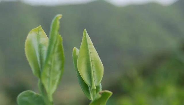 一两茶的价值，到底是多少钱？