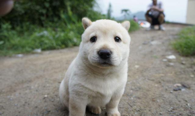 中国的原生犬种有哪些，你知道吗？