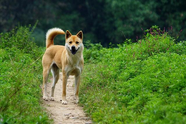 中国的原生犬种有哪些，你知道吗？