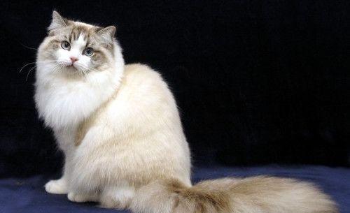 什么猫最粘人？十大最粘人猫咪，最后一个你一定没想到！