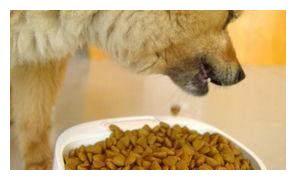 为什么狗狗要把食物从碗里叼到地上才吃？背后的原因让人好尴尬！