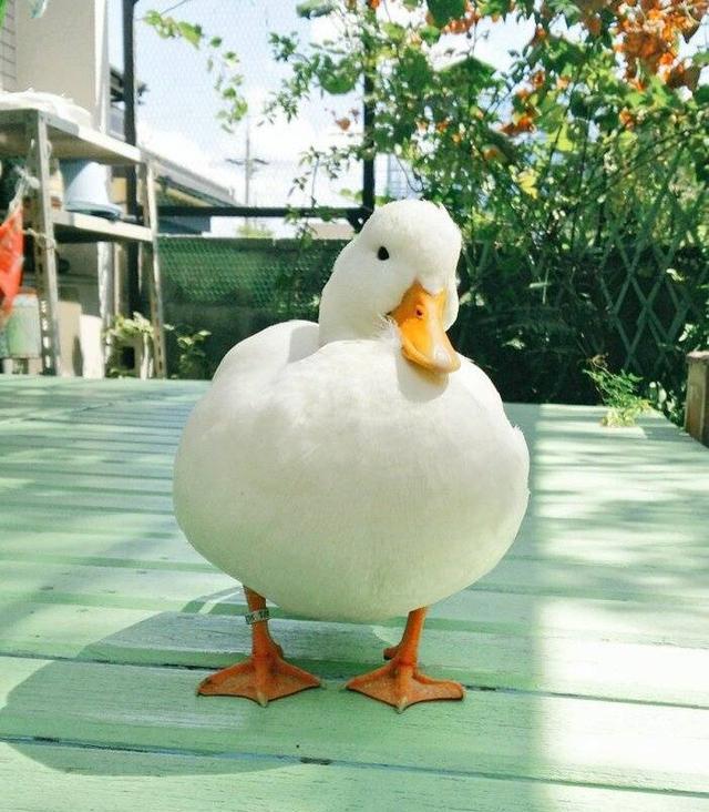 国外一只大白鸭成为网红宠物鸭，长得像个雪球，看着就很肥嫩