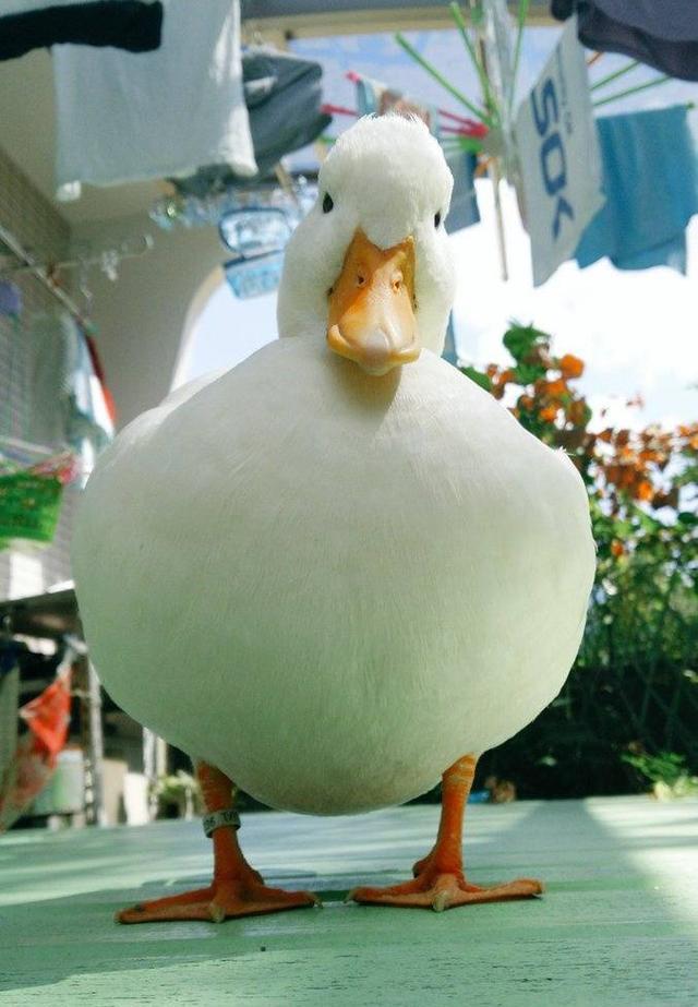 国外一只大白鸭成为网红宠物鸭，长得像个雪球，看着就很肥嫩