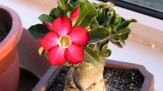 沙漠玫瑰花形似小喇叭，红色，非常艳丽，灿烂似锦，四季开花不断