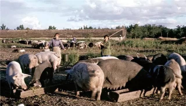 1971年中国农村生活: 想不到70年代中国农村是这样子