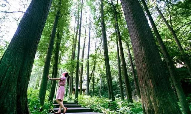 “满槐全席槐花宴，万亩槐林香满山” 给你一座天上人间