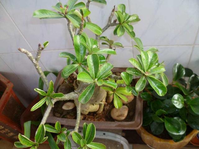 沙漠玫瑰花形似小喇叭，红色，非常艳丽，灿烂似锦，四季开花不断