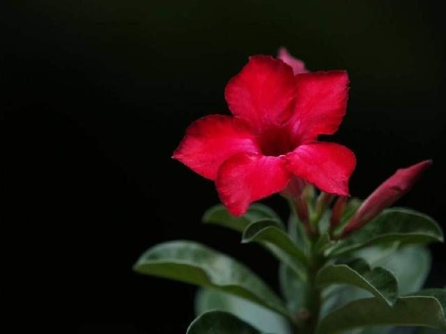 沙漠玫瑰花形似小喇叭，红色，非常艳丽，灿烂似锦，四季开花不断