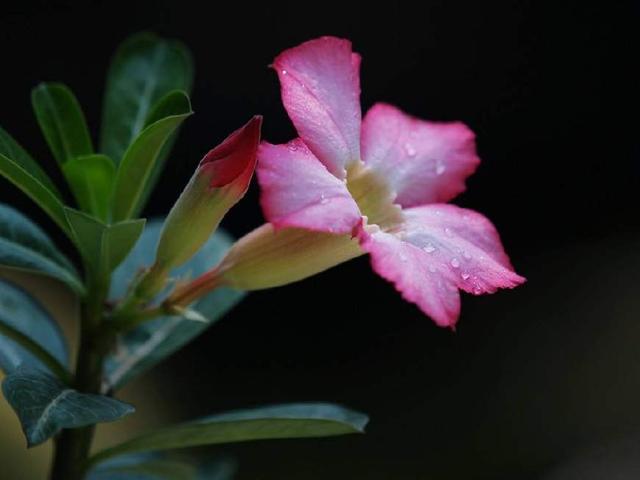 沙漠玫瑰花形似小喇叭，红色，非常艳丽，灿烂似锦，四季开花不断