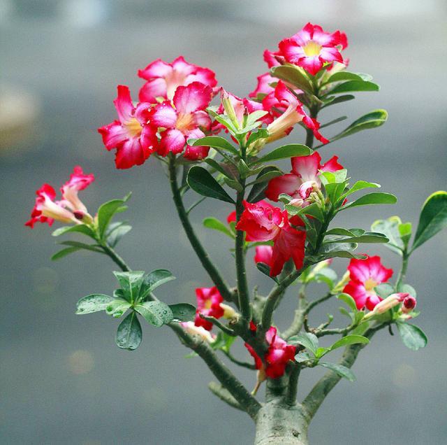 沙漠玫瑰花形似小喇叭，红色，非常艳丽，灿烂似锦，四季开花不断