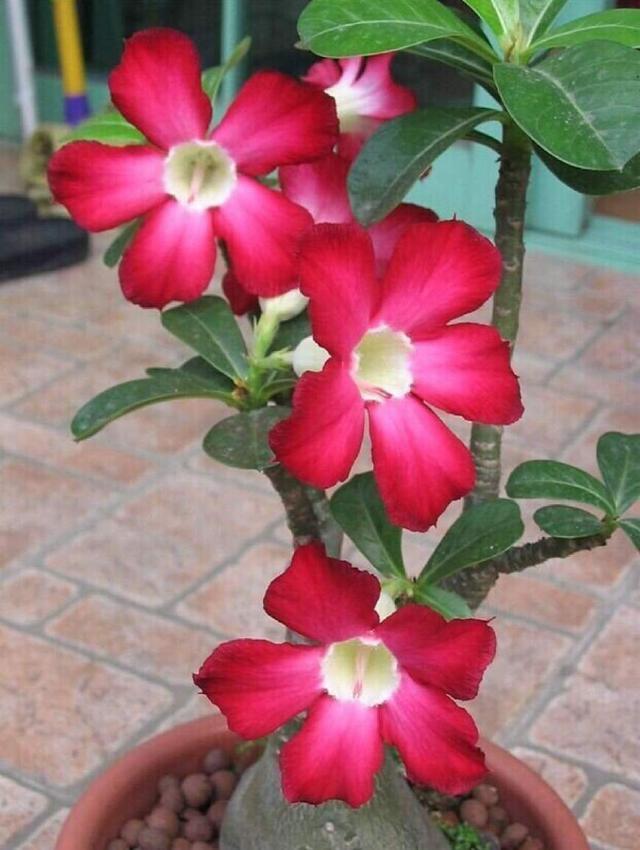 沙漠玫瑰花形似小喇叭，红色，非常艳丽，灿烂似锦，四季开花不断
